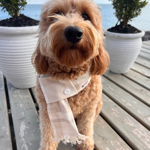 SNB Pawshop | Dog Scarf - Picture 1 of 2